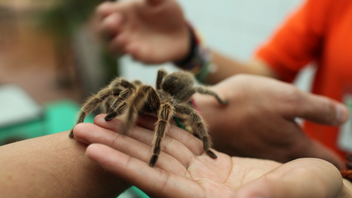 Estudio científico demostró que insectos y arácnidos poseen altos valores nutritivos