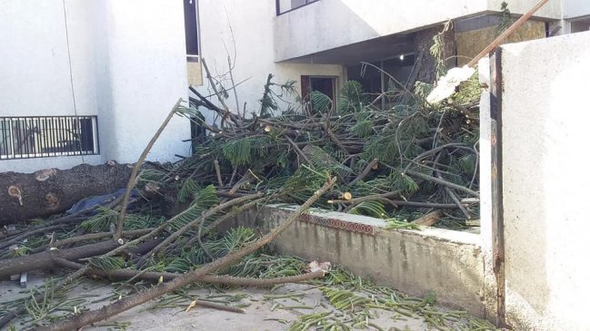 Tala de araucaria en Cerro Barón: Vecinos indignados y Conaf dice que no tiene atribuciones