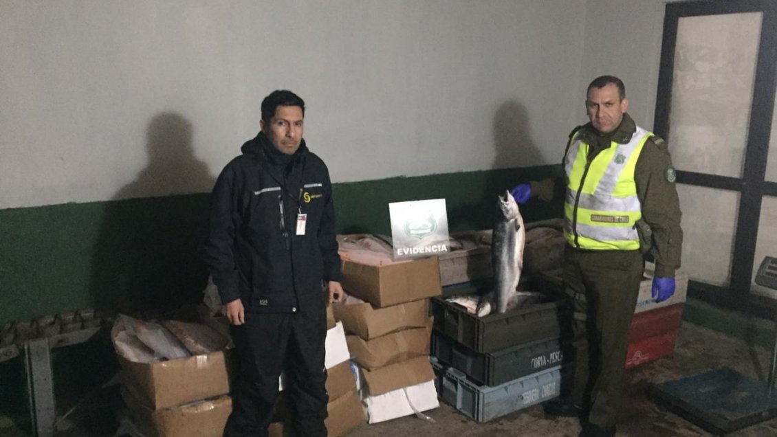 Carabineros decomisó una tonelada de salmones en la Ruta 5 Sur