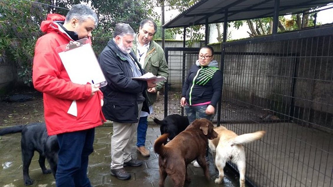 Activan vacunación antirrábica en mascotas tras detección de murciélago infectado en Chillán