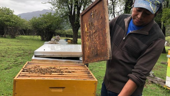 Estudio arroja que tres comunas del Biobío cuentan con miel única en el mundo