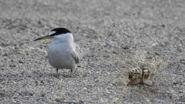 Corte de Apelaciones de Antofagasta ordenó suspender proyecto minero por eventual daño al gaviotín chico