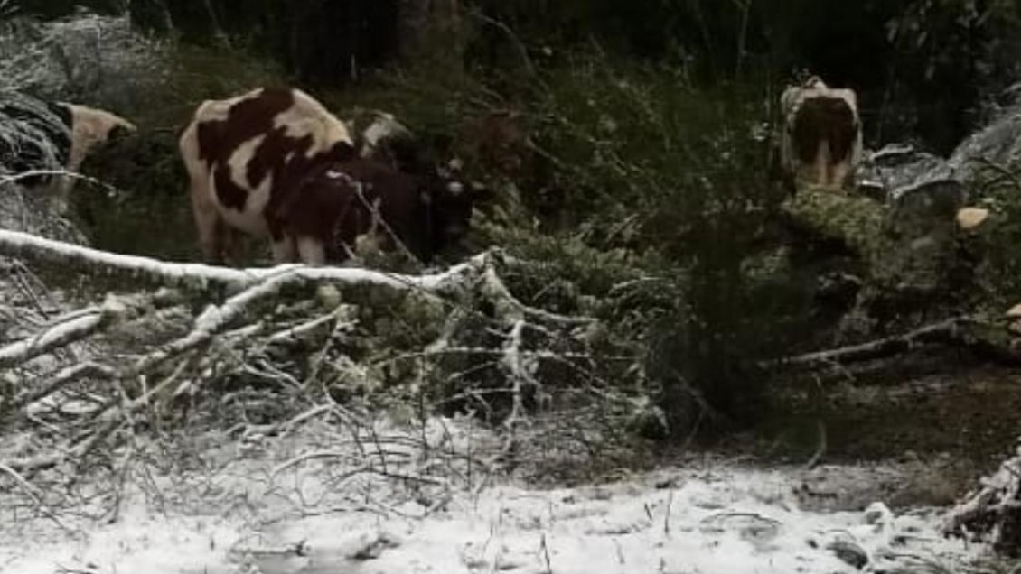 Nieve causa estragos en la zona cordillerana de Llanquihue