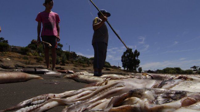 Comisión de Pesca rechazó prorrogar entrada en vigencia de la Ley de la Jibia