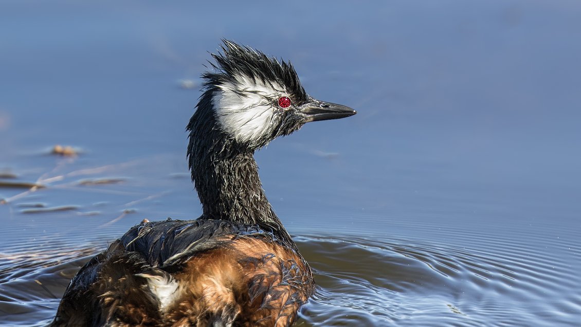 Alistan nueva versión del censo de aves acuáticas en la Región de Aysén