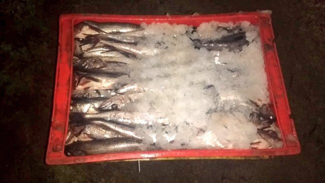 Decomisan más de tres toneladas de merluzas tras control carretero en Trehuaco