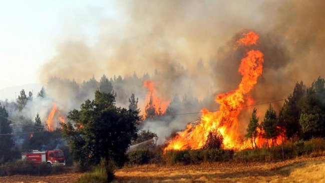 Incendios forestales han afectado 2,3 millones de hectáreas en Rusia