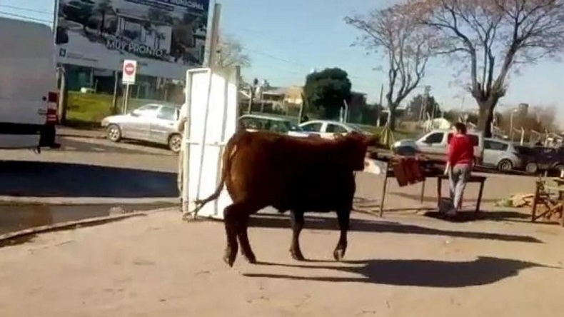 Toro se escapó de un matadero y embistió a una mujer en Argentina