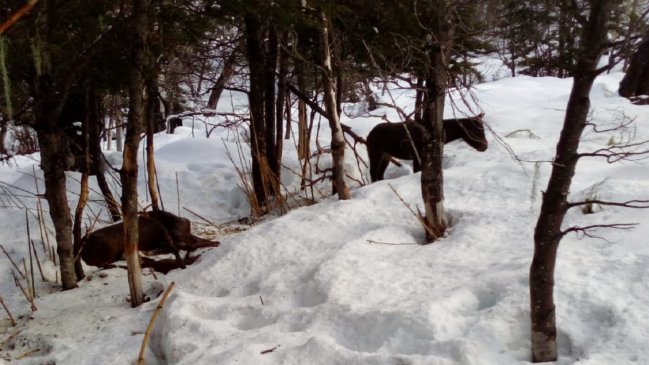 Pequeños agricultores de Alto Biobío sufren muerte de animales por inanición ante falta de forraje