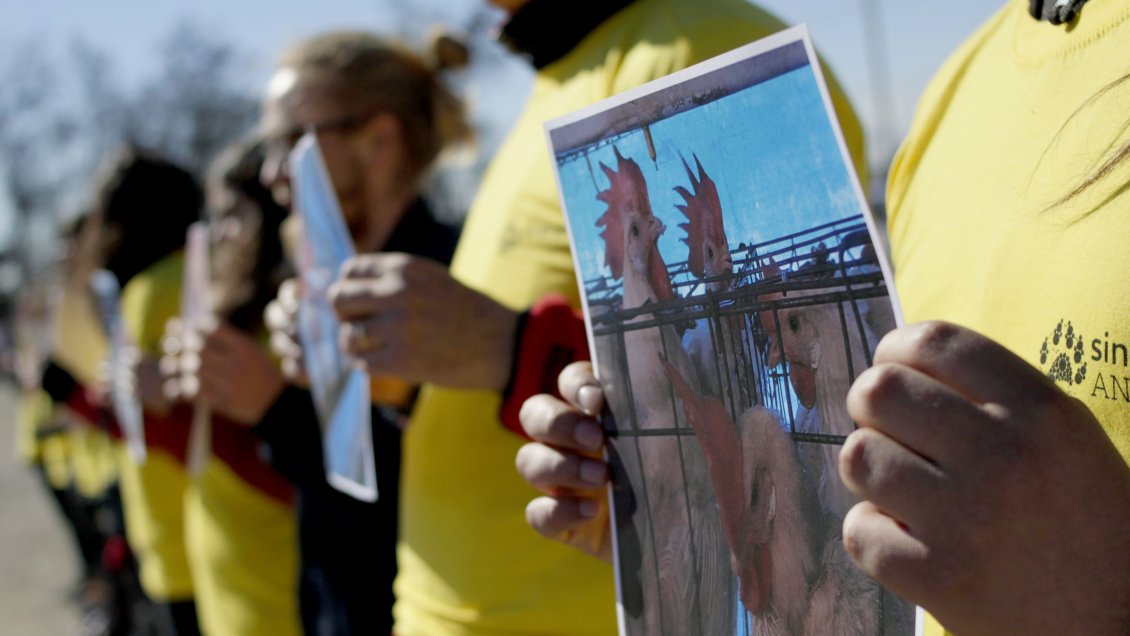 Animalistas protestan en Carozzi de San Bernardo: Piden dejar de usar gallinas enjauladas