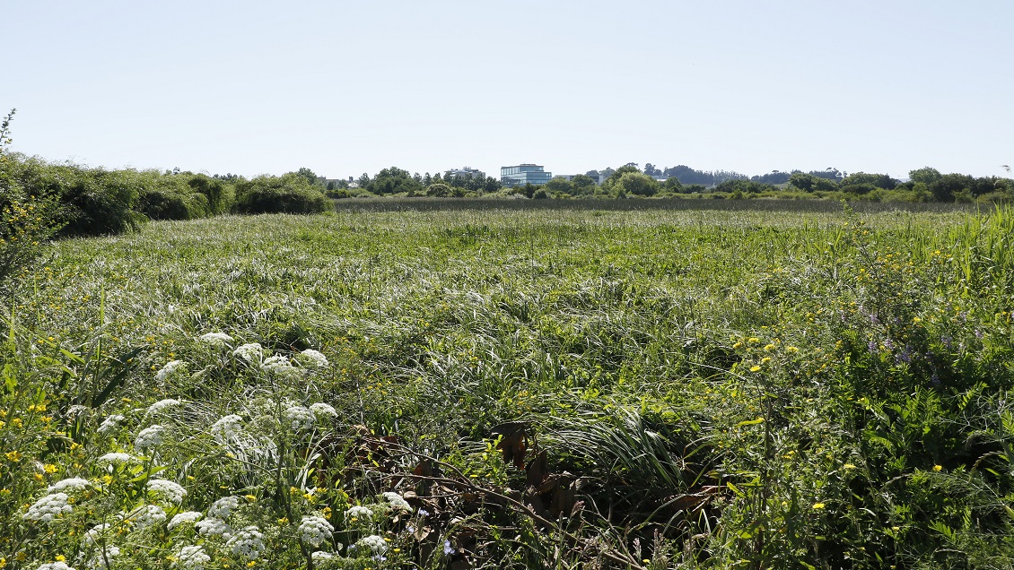 Alcaldesa de Hualpén denunció a concejales por tráfico de influencias tras 