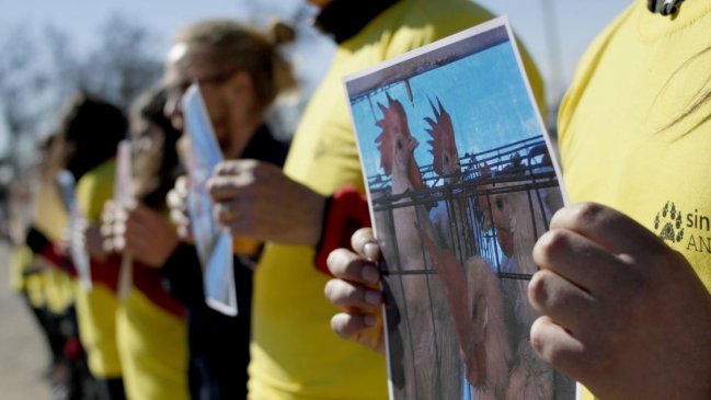Animalistas protestan en Carozzi de San Bernardo: Piden dejar de usar gallinas enjauladas