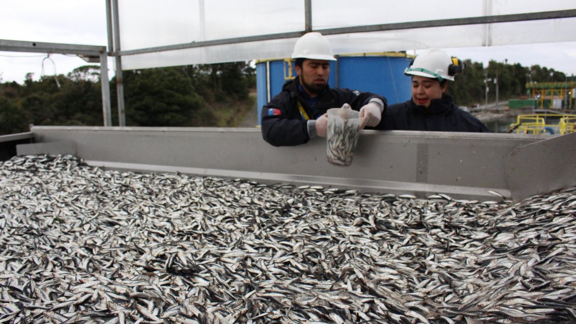 Los Lagos: Sernapesca comenzó certificación oficial de desembarques pesqueros
