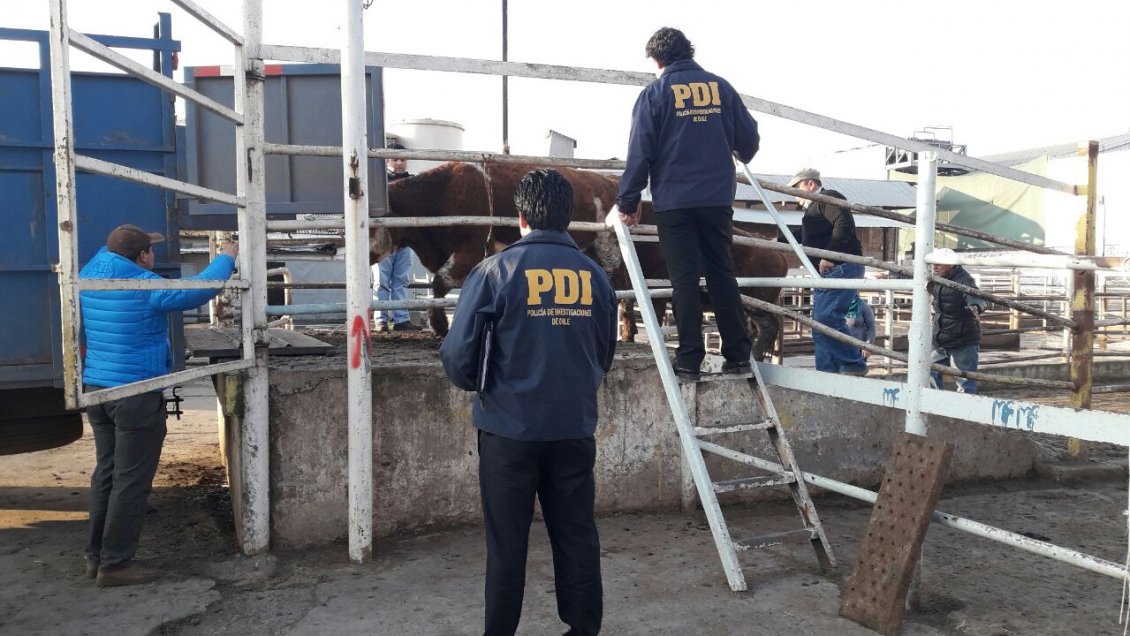 PDI descubrió matadero clandestino en Pichidegua