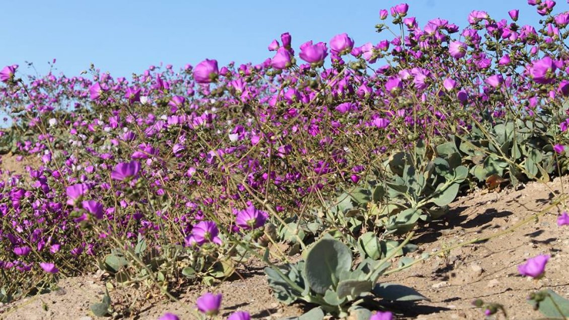Conaf descartó que Atacama vaya a tener desierto florido este año por ausencia de lluvias