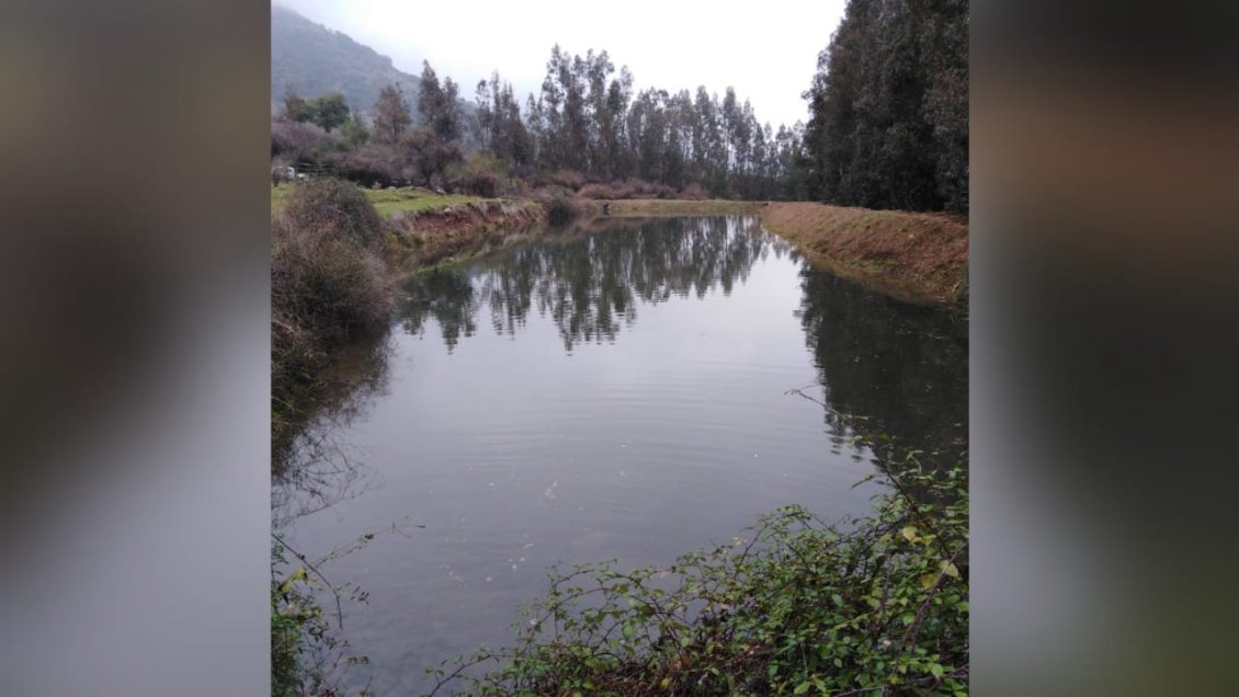 Investigan mortandad de peces en estero de San Fernando