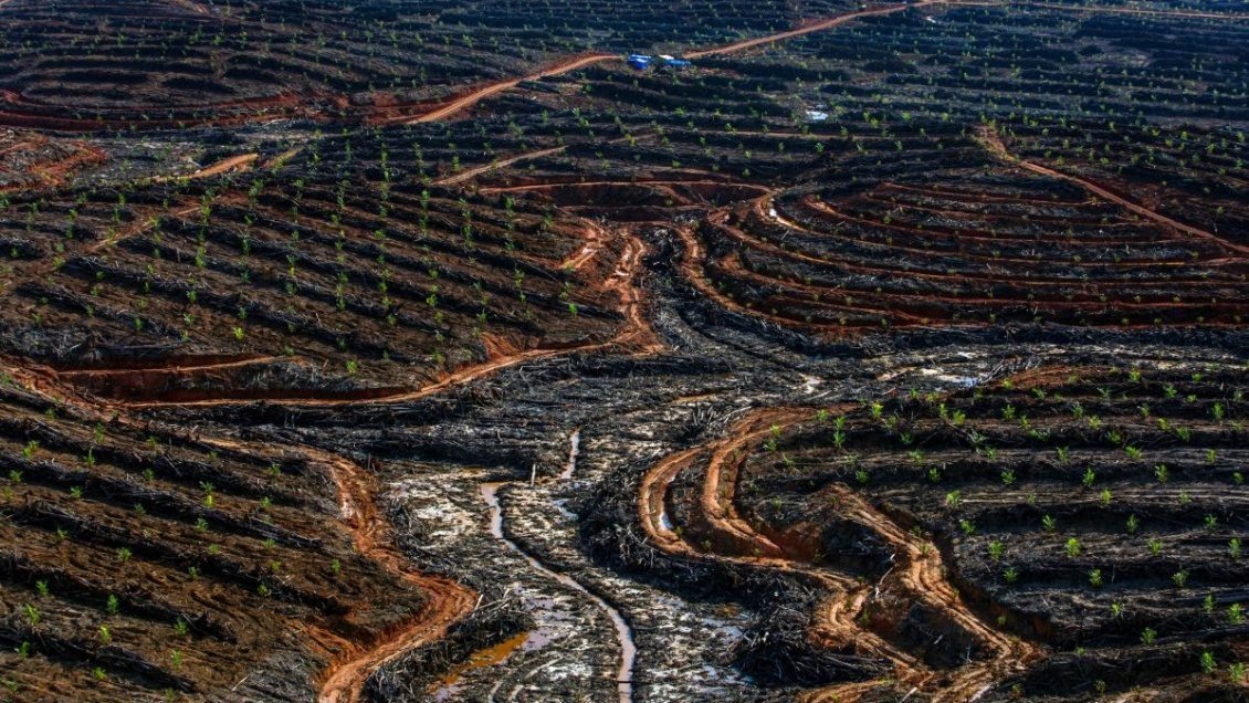 Greenpeace denuncia deforestación masiva de bosque protegido en Indonesia