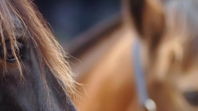 Carabineros frustró robo de cinco caballos en Molina