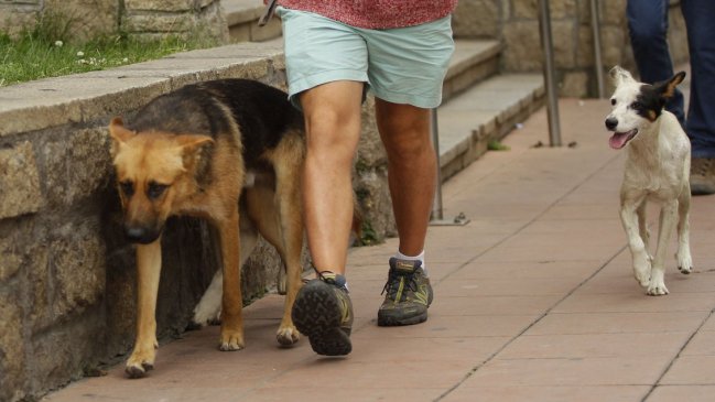 Contraloría responde a ordenanza de municipio: Vecinos sí pueden cuidar a animales callejeros