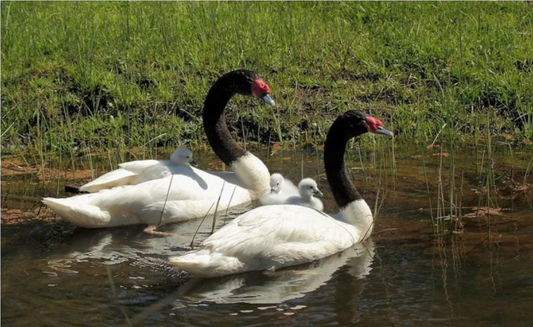 Buscan proteger los humedales a nivel nacional e internacional con plan de manejo