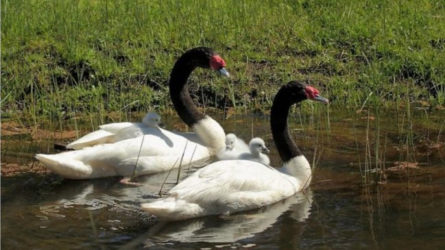 Buscan proteger los humedales a nivel nacional e internacional con plan de manejo