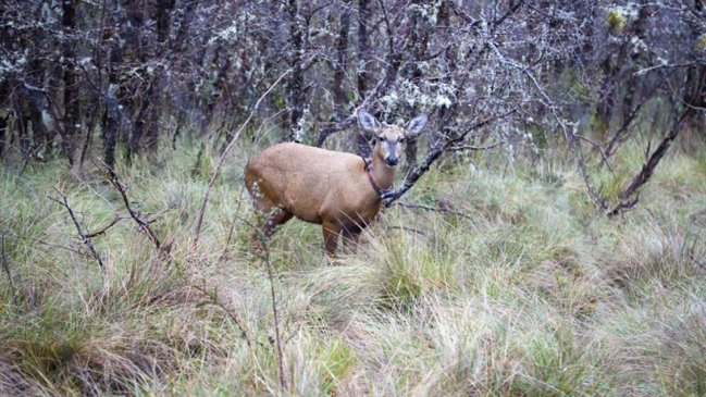 Dos huemules fueron reintroducidos a su hábitat natural
