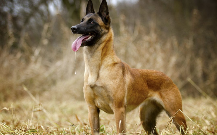 Alcalde de Quillota entregará perros a mujeres víctimas de violencia