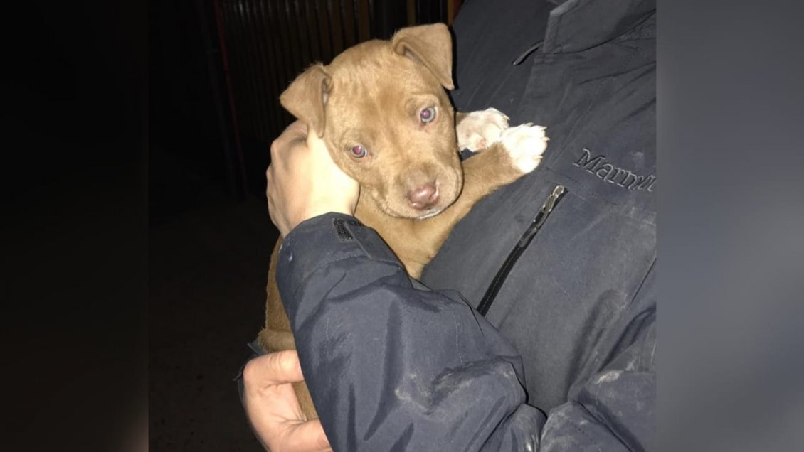 PDI recupera perro robado desde vivienda en Rancagua: Fue avaluado en más de un millón de pesos