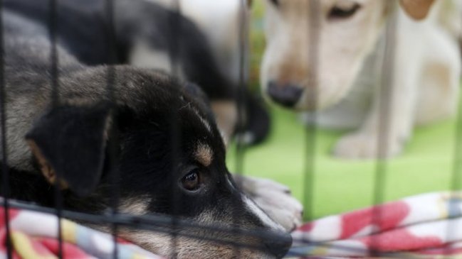 Maipú tendrá el primer cementerio municipal de mascotas de la Región Metropolitana