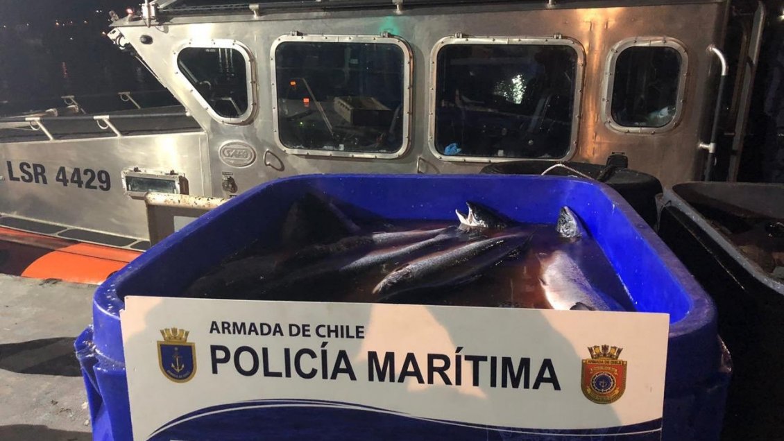 En libertad quedaron tripulantes detenidos con millonaria carga de salmón en Quellón