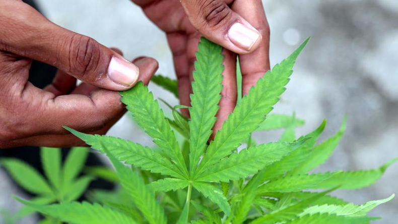 Mormones podrán consumir marihuana pero el café sigue prohibido