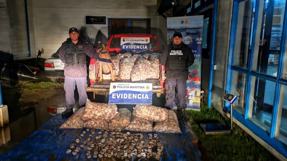 Chiloé: Decomisan cerca de una tonelada de locos al interior de camioneta
