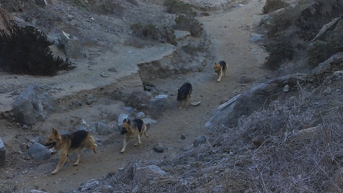 Tres guanacos han muerto durante 2019 por ataques de perros en Atacama