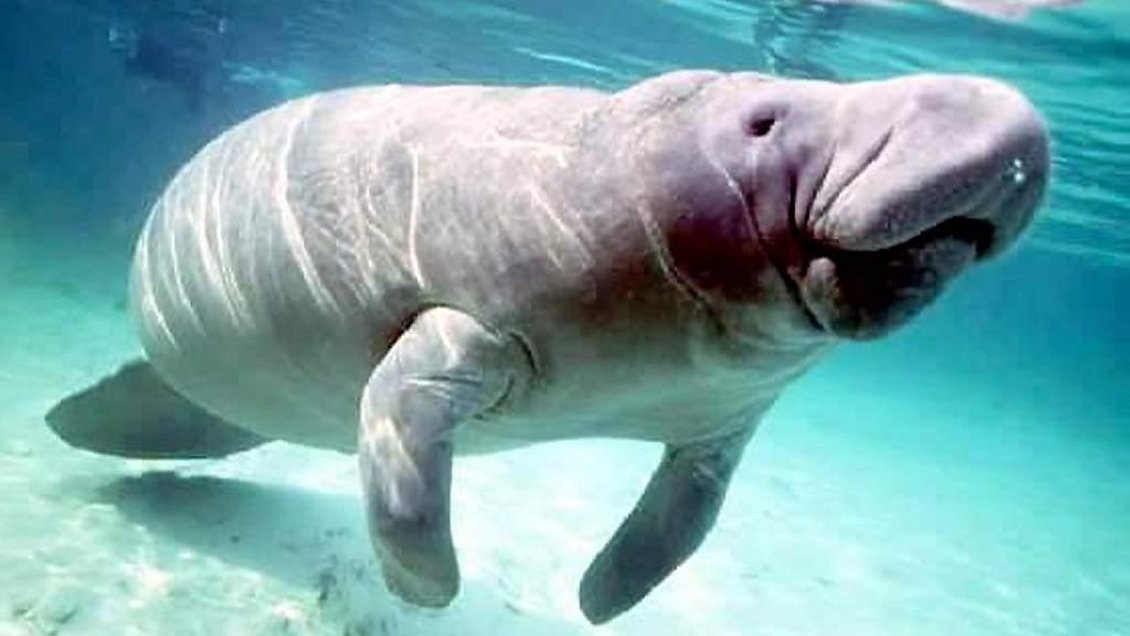 Cría de sirenio murió tras ingerir plástico en Tailandia