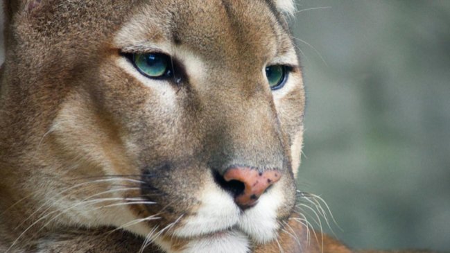 Valparaíso: Puma murió tras ser atropellado en la ruta 68