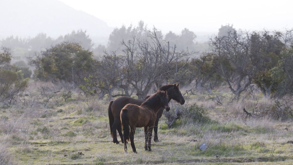 Decretan emergencia agrícola para 17 comunas de la Región Metropolitana