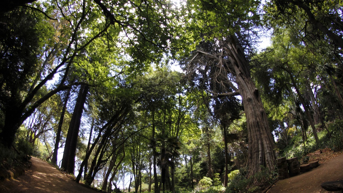Sentencian a hombres a plantar tres mil árboles luego de tala ilegal
