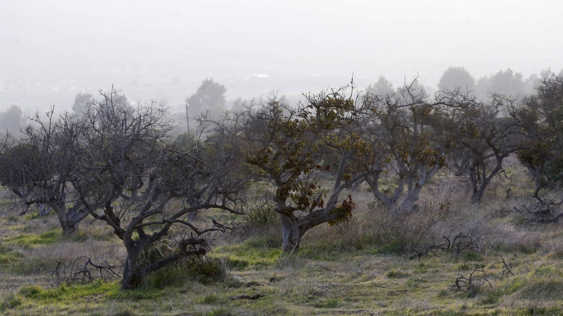 Gobierno analiza decretar zona de emergencia agrícola por escasez hídrica en Maule