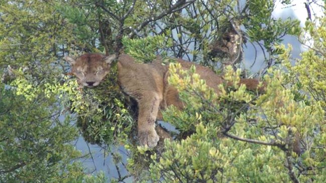 Río Bueno: Puma apareció arriba de un árbol y lo mandaron a dormir