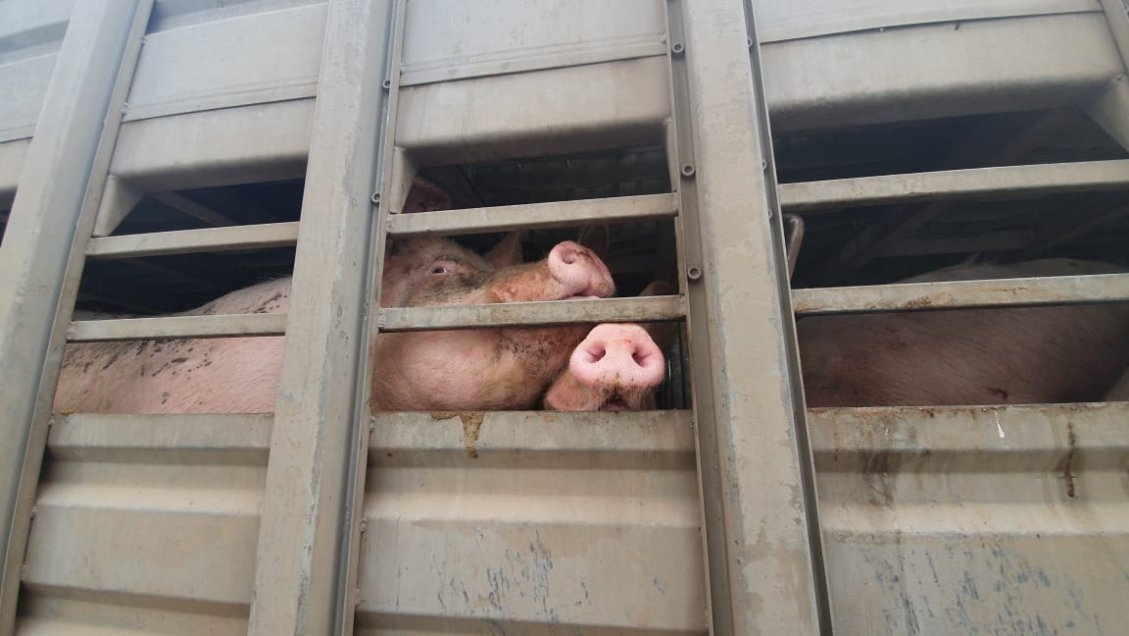 Fallo de Tribunal Constitucional allana camino para el cierre de plantel porcino en Coihueco