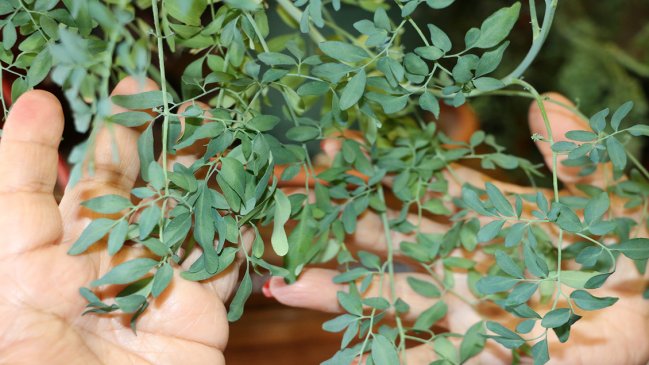 Ocho establecimientos públicos de Los Ríos ofrecen medicina complementaria