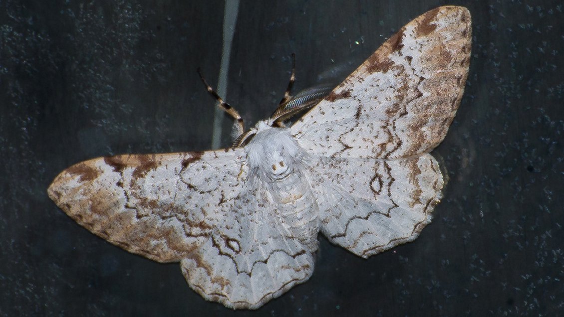 Plaga de polilla ecuatoriana fue detectada en un barco que arribó a Caldera