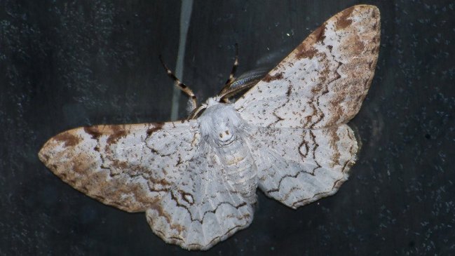 Plaga de polilla ecuatoriana fue detectada en un barco que arribó a Caldera