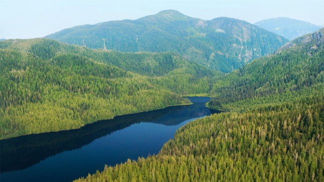 Trump busca permitir la explotación del mayor bosque templado húmedo del mundo