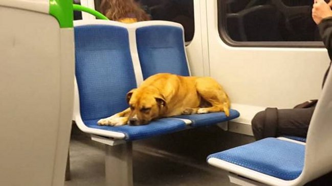 Perros viajeros se vuelven una preocupación para el Metro Valparaíso