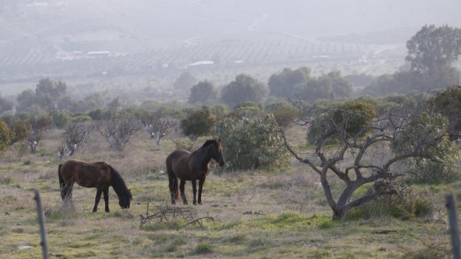 Gobierno respondió por atraso de emergencia agrícola en el Maule: 