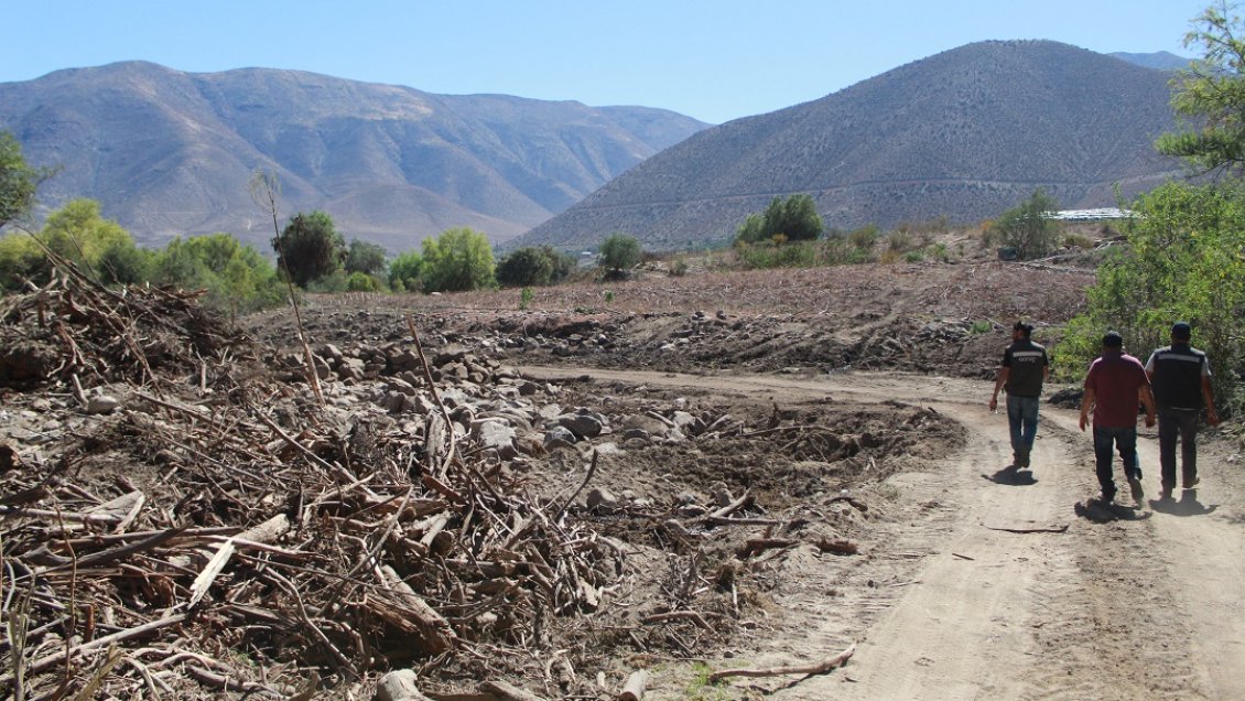 Denuncian tala ilegal de árboles nativos en Monte Patria