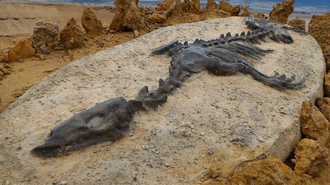 Crean corporación para conservar la riqueza paleontológica de Atacama