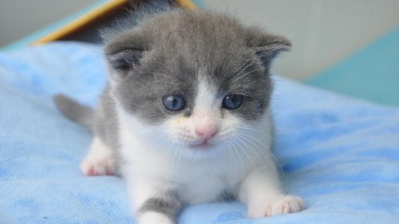 Empresa clonó por primera vez a un gato con fines comerciales