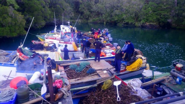 Autoridades decomisaron 6,8 toneladas de erizos en litoral de Aysén